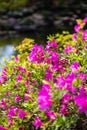 Pink rhododendron under sunlight Royalty Free Stock Photo