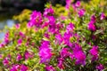 Pink rhododendron under sunlight Royalty Free Stock Photo