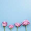 Pink purple rose flowers on sky blue background Royalty Free Stock Photo