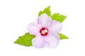 Pink or purple Rose Of Sharon flower Royalty Free Stock Photo