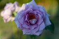 Pink and purple roses bloom in the rose garden on the background of beautiful roses flowers in the sunset.