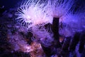 Pink and purple sea anemones