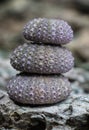 Pink purple sea urchins stacked on rocks