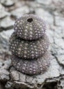 Pink purple sea urchins stacked on rocks