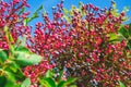 Pink and purple small berries growing in Croatia during summer