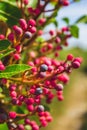 Pink and purple small berries growing in Croatia during summer