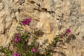 Pink purple small flowers on blurred stone background with bokeh and copy space Royalty Free Stock Photo