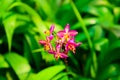 Pink and purple spathoglottis orchid blooms in the garden Royalty Free Stock Photo