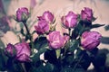 Pink purple spray roses interior in abstract style on light background Royalty Free Stock Photo