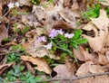 Pink and purple spring beauty flowers growing in a forest.