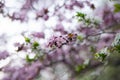 Pink-purple spring flowering flower in a plum tree. Close-up of a pink-purple plum blossom with green leaves. Blurred background Royalty Free Stock Photo