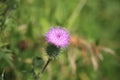 Pink-purple thistle flower. Cirsium. Blurred green background. Royalty Free Stock Photo