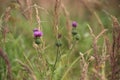 Pink-purple thistle flower. Cirsium. Blurred green background. Royalty Free Stock Photo