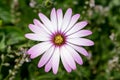 Pink purple tinged white leaves of the African Daisy Osteospermum jucundum Royalty Free Stock Photo