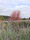 pink and purple trees