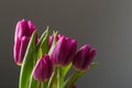 Pink and purple tulip flower bouquet close up still on a grey background Royalty Free Stock Photo