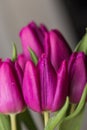 Pink and purple tulip flower bouquet close up still on a grey background Royalty Free Stock Photo