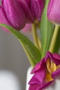 Pink and purple tulip flower bouquet close up still on a grey background Royalty Free Stock Photo