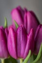 Pink and purple tulip flower bouquet close up still on a grey background Royalty Free Stock Photo