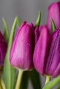 Pink and purple tulip flower bouquet close up still on a grey background Royalty Free Stock Photo