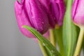 Pink and purple tulip flower bouquet close up still on a grey background Royalty Free Stock Photo