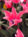 Pink purple tulip flower of an unusual shape like a star, very beautiful, close-up