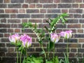 Pink and purple Tulips Against a Brick Wall