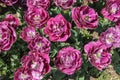 Pink and purple tulips against green foliage Royalty Free Stock Photo