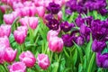 Pink and purple tulips Royalty Free Stock Photo