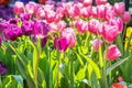 Pink and purple tulips Royalty Free Stock Photo