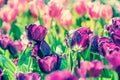 Pink and purple tulips Royalty Free Stock Photo