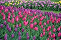 Pink and purple tulips garden