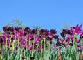 Pink and purple tulips reaching for the blue sky Royalty Free Stock Photo