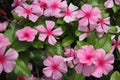 Pink Purple Vinca Flowers