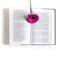 Flat lay: open Bible and and pink, purple, violette, red Gerbera flower with petals on white background