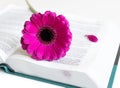 Flat lay: open Bible, book, open journal and pink, purple, violette, red Gerbera flower with petals Royalty Free Stock Photo