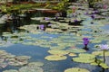 Pink and purple water lily flowers, lily pads of varying sizes and elephant ear plants floating in a pond