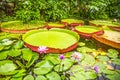 Pink and Purple Water Lily Lotus with Big Green Circular Leaves in Pond Royalty Free Stock Photo