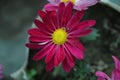 Pink purple white chrysanthemum flowers on green garden background. Colorful pink purple chrysanthemum pattern in flowers park. Royalty Free Stock Photo