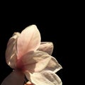 Pink, purple and white magnolia flower, close up, isolated, black background. A beautiful delicate flower Royalty Free Stock Photo