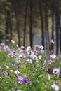 Pink purple and white wide flower countryside scenery