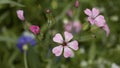 Pink and purple wild flowers in a garden Royalty Free Stock Photo