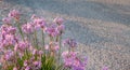 Pink purple wildflowers at Tzia, Kea island, Greece. Blur road background, space