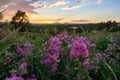 Pink and Purple Wildflowers in Wyoming Meadow