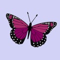 Pink Purple Winged Monarch - Butterfly Vector