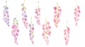 Pink and purple wisteria set, branches and flowers, watercolor illustration