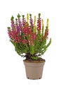 Pink, purple and yellow Calluna Vulgaris heather plant in flower pot on white background Royalty Free Stock Photo