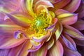 Pink, purple and yellow Dahlia Royalty Free Stock Photo