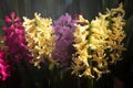 Pink, purple and yellow hyacinths close-up in a greenhouse. Royalty Free Stock Photo