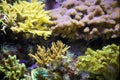 Pink purple yellow and orange reef coral Royalty Free Stock Photo